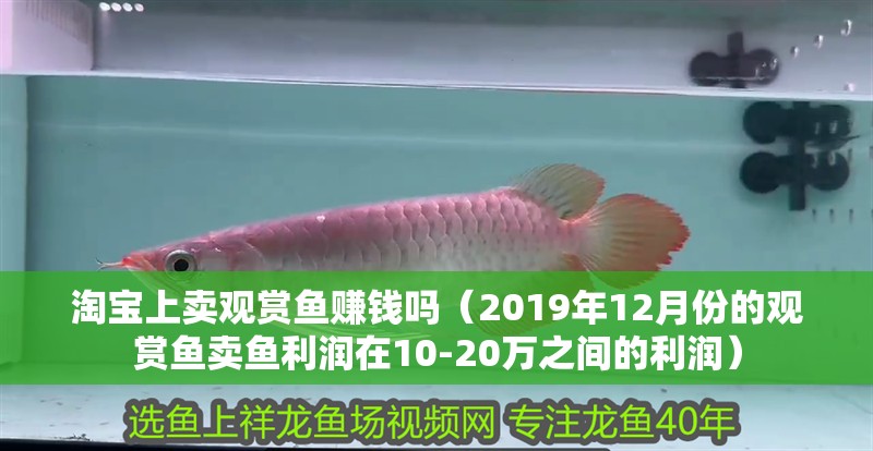 淘寶上賣觀賞魚賺錢嗎（2019年12月份的觀賞魚賣魚利潤在10-20萬之間的利潤） 淘寶上賣觀賞魚賺錢嗎（2019年12月份的觀賞魚賣魚利潤在10-20萬之間的利潤） 觀賞魚百科 第2張