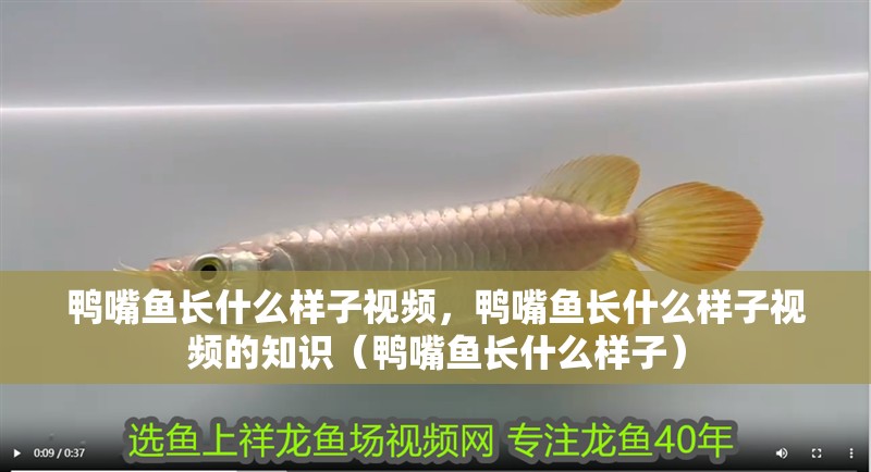 鴨嘴魚長什么樣子視頻，鴨嘴魚長什么樣子視頻的知識（鴨嘴魚長什么樣子）