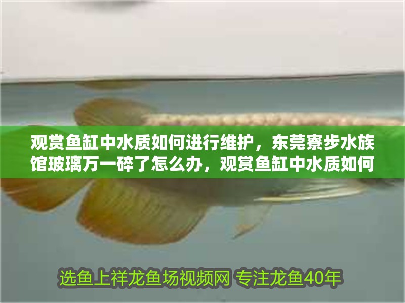 觀賞魚缸中水質如何進行維護，東莞寮步水族館玻璃萬一碎了怎么辦，觀賞魚缸中水質如何維護