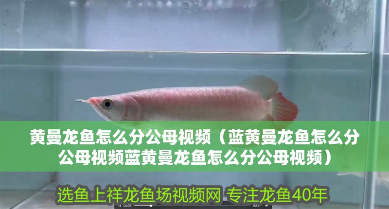 黃曼龍魚怎么分公母視頻（藍黃曼龍魚怎么分公母視頻藍黃曼龍魚怎么分公母視頻）