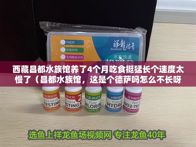 西藏昌都水族館養了4個月吃食挺猛長個速度太慢了（昌都水族館，這是個德薩嗎怎么不長呀？）