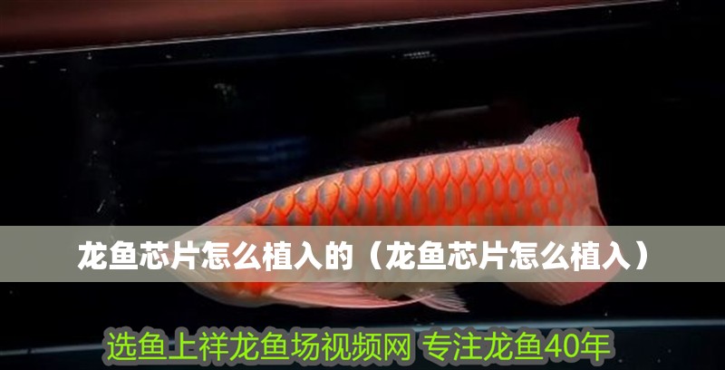 龍魚芯片怎么植入的（龍魚芯片怎么植入）