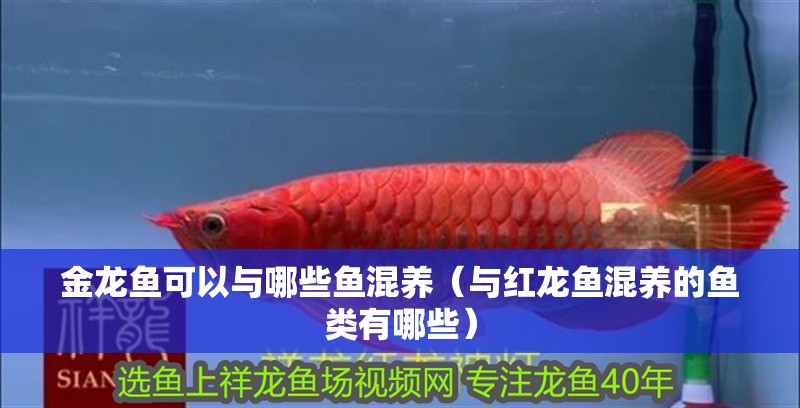 金龍魚可以與哪些魚混養(yǎng)（與紅龍魚混養(yǎng)的魚類有哪些）