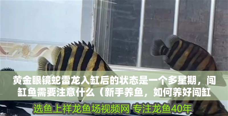 黃金眼鏡蛇雷龍入缸后的狀態(tài)是一個(gè)多星期，闖缸魚(yú)需要注意什么（新手養(yǎng)魚(yú)，如何養(yǎng)好闖缸魚(yú)）
