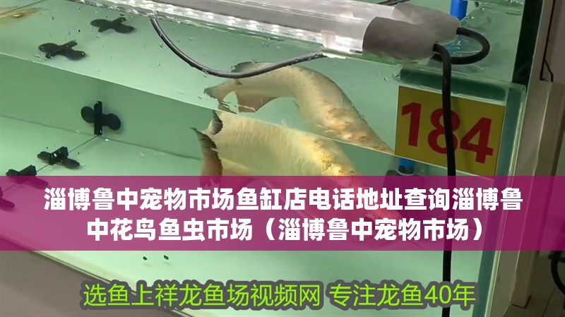 淄博魯中寵物市場魚缸店電話地址查詢淄博魯中花鳥魚蟲市場（淄博魯中寵物市場） 淄博魯中寵物市場魚缸店電話地址查詢淄博魯中花鳥魚蟲市場（淄博魯中寵物市場） 觀賞魚百科
