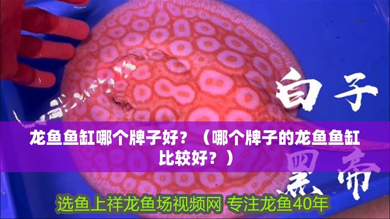 龍魚魚缸哪個牌子好？（哪個牌子的龍魚魚缸比較好？） 龍魚魚缸哪個牌子好？（哪個牌子的龍魚魚缸比較好？） 觀賞魚百科 第2張