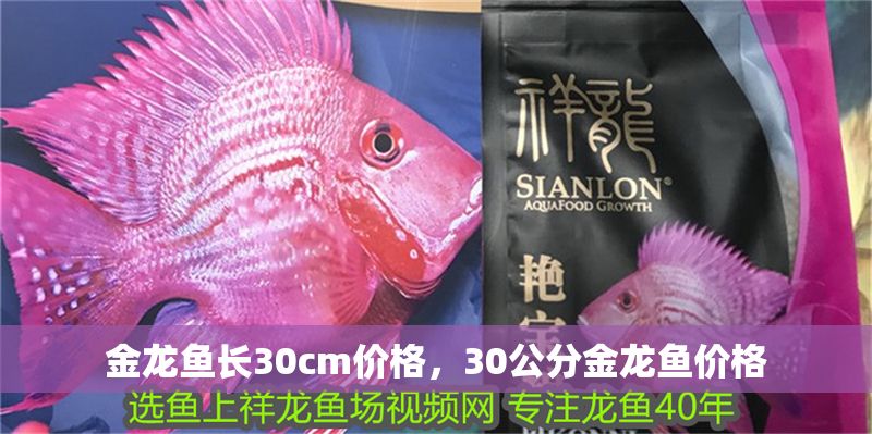 金龍魚長30cm價格，30公分金龍魚價格