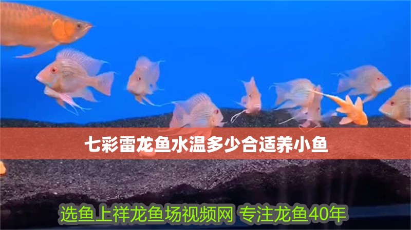 七彩雷龍魚水溫多少合適養小魚
