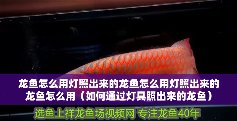 龍魚怎么用燈照出來的龍魚怎么用燈照出來的龍魚怎么用（如何通過燈具照出來的龍魚） 龍魚怎么用燈照出來的龍魚怎么用燈照出來的龍魚怎么用（如何通過燈具照出來的龍魚） 觀賞魚百科
