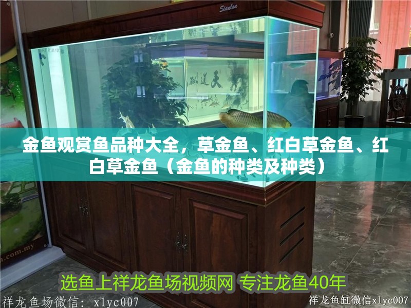 金魚觀賞魚品種大全，草金魚、紅白草金魚、紅白草金魚（金魚的種類及種類）