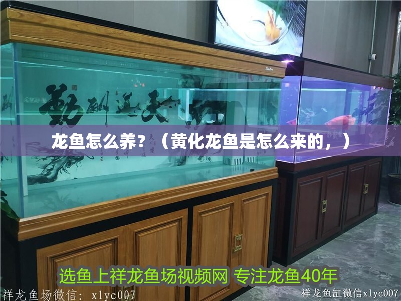 龍魚怎么養(yǎng)？（黃化龍魚是怎么來的，）