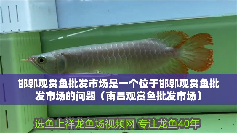 邯鄲觀賞魚批發市場是一個位于邯鄲觀賞魚批發市場的問題（<strong><mark>南昌</mark></strong>觀賞魚批發市場）