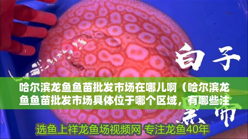 哈爾濱龍魚魚苗批發(fā)市場在哪兒啊（哈爾濱龍魚魚苗批發(fā)市場具體位于哪個區(qū)域，有哪些注意事項）