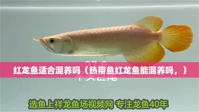 紅龍魚適合混養嗎（熱帶魚紅龍魚能混養嗎，）