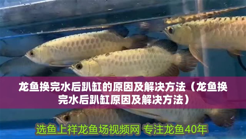 龍魚換完水后趴缸的原因及解決方法（龍魚換完水后趴缸原因及解決方法） 龍魚換完水后趴缸的原因及解決方法（龍魚換完水后趴缸原因及解決方法） 觀賞魚百科 第2張