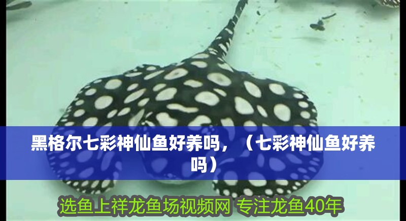 黑格爾七彩神仙魚好養嗎，（七彩神仙魚好養嗎）