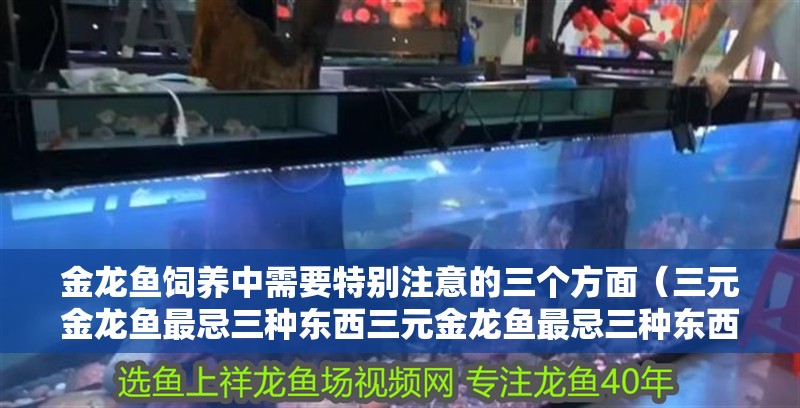 金龍魚飼養(yǎng)中需要特別注意的三個(gè)方面（三元金龍魚最忌三種東西三元金龍魚最忌三種東西）