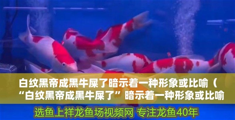 白紋黑帝成黑牛屎了暗示著一種形象或比喻（“白紋黑帝成黑牛屎了”暗示著一種形象或比喻，可能是某種事物）