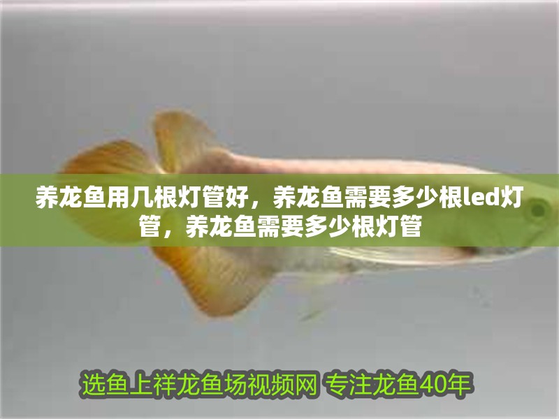 養(yǎng)龍魚用幾根燈管好，養(yǎng)龍魚需要多少根led燈管，養(yǎng)龍魚需要多少根燈管