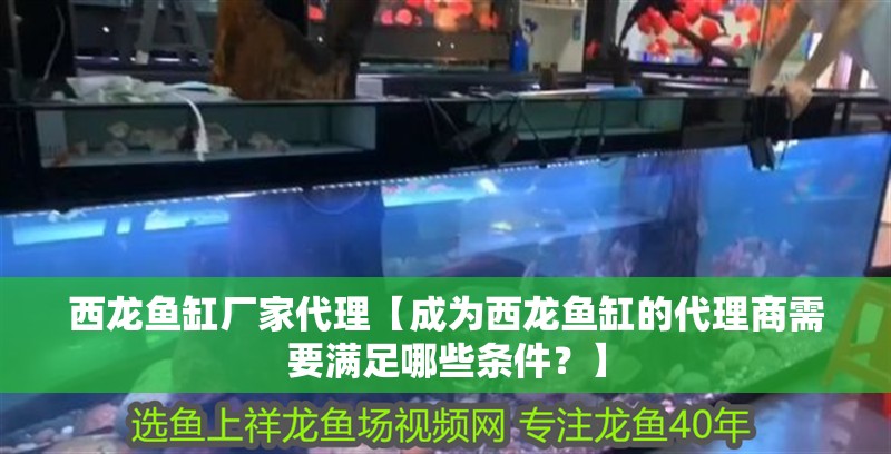 西龍魚(yú)缸廠家代理【成為西龍魚(yú)缸的代理商需要滿足哪些條件？】