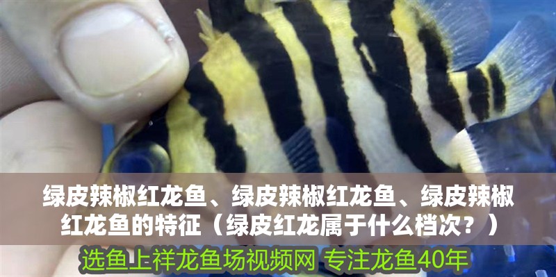 綠皮辣椒紅龍魚、綠皮辣椒紅龍魚、綠皮辣椒紅龍魚的特征（綠皮紅龍屬于什么檔次？）