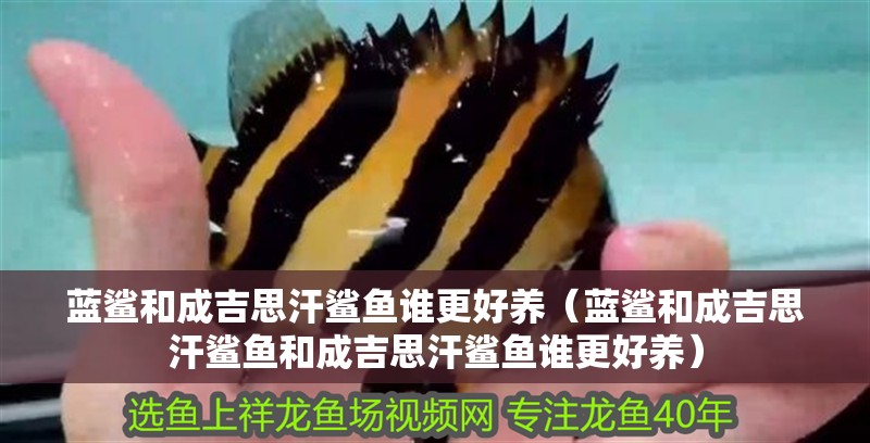 藍(lán)鯊和成吉思汗鯊魚誰更好養(yǎng)（藍(lán)鯊和成吉思汗鯊魚和成吉思汗鯊魚誰更好養(yǎng)）