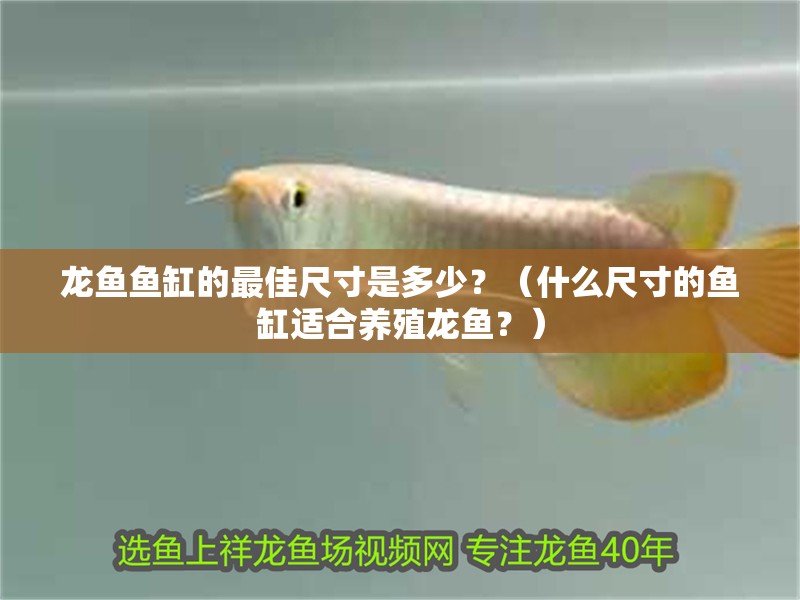 龍魚魚缸的最佳尺寸是多少？（什么尺寸的魚缸適合養殖龍魚？） 龍魚魚缸的最佳尺寸是多少？（什么尺寸的魚缸適合養殖龍魚？） 觀賞魚百科