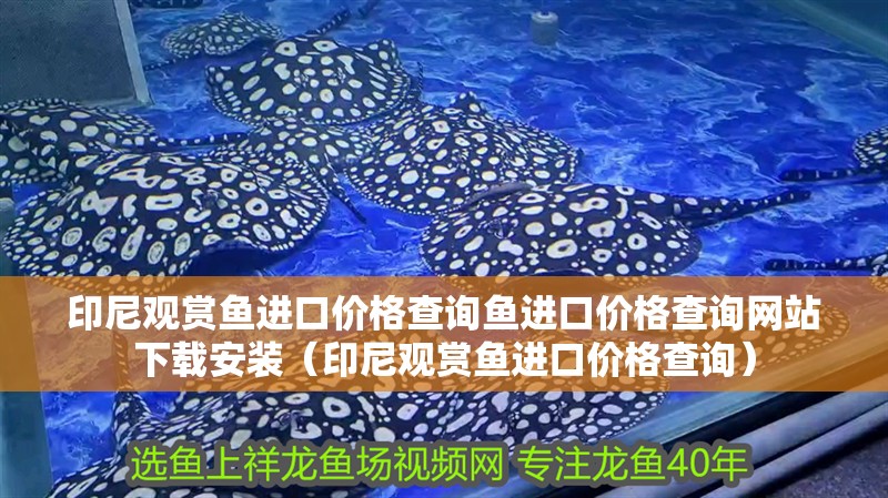 印尼觀賞魚進口價格查詢魚進口價格查詢網站下載安裝（印尼觀賞魚進口價格查詢）