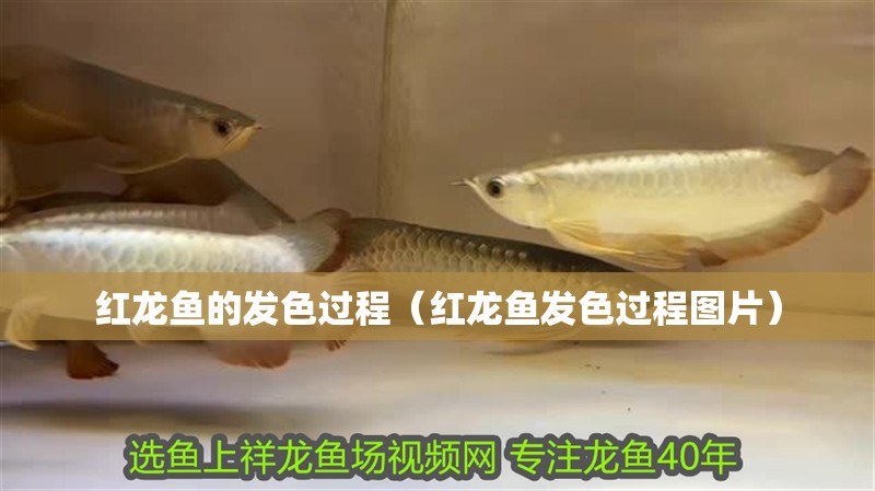 紅龍魚的發色過程（紅龍魚發色過程圖片）