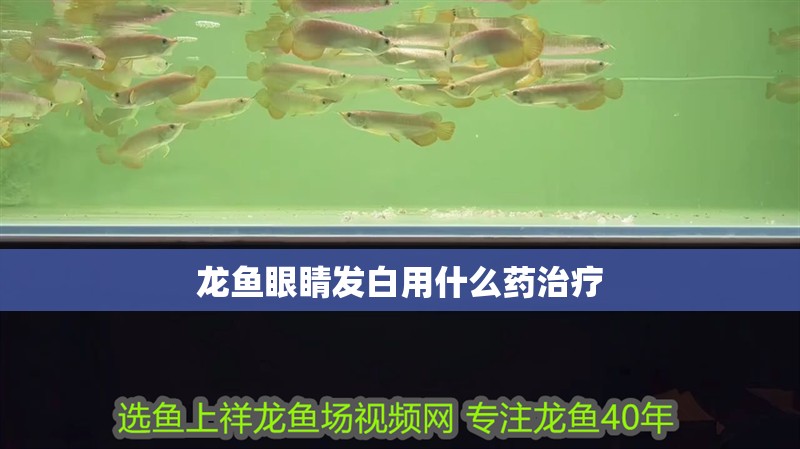 龍魚眼睛發白用什么藥治療