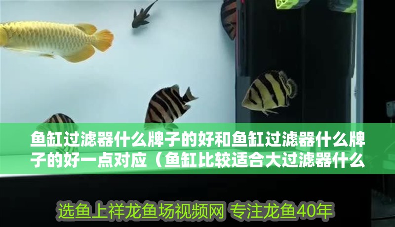 魚缸過濾器什么牌子的好和魚缸過濾器什么牌子的好一點對應（魚缸比較適合大過濾器什么牌子的好）