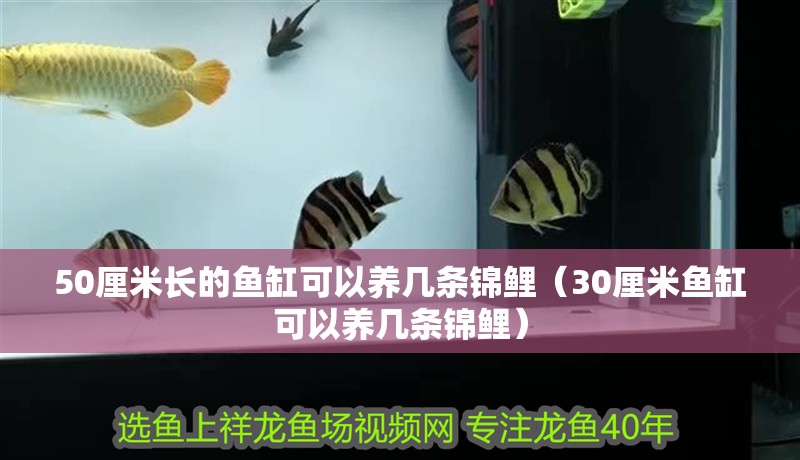 50厘米長的魚缸可以養幾條錦鯉（30厘米魚缸可以養幾條錦鯉）