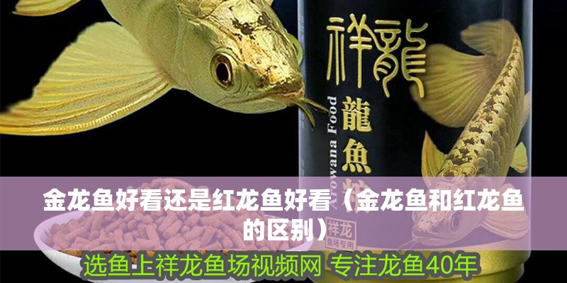 金龍魚好看還是紅龍魚好看（金龍魚和紅龍魚的區別）