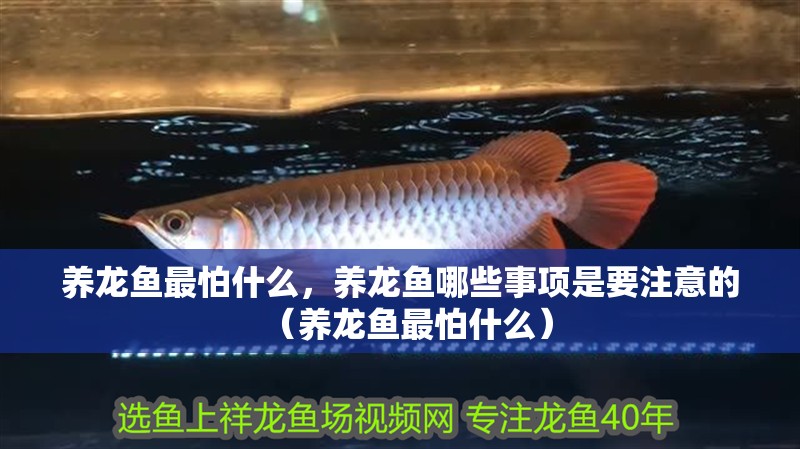 養(yǎng)龍魚最怕什么，養(yǎng)龍魚哪些事項是要注意的（養(yǎng)龍魚最怕什么）