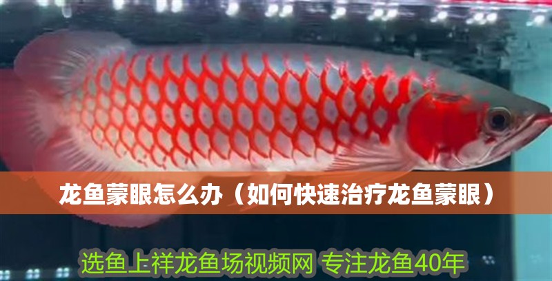 龍魚蒙眼怎么辦（如何快速治療龍魚蒙眼）