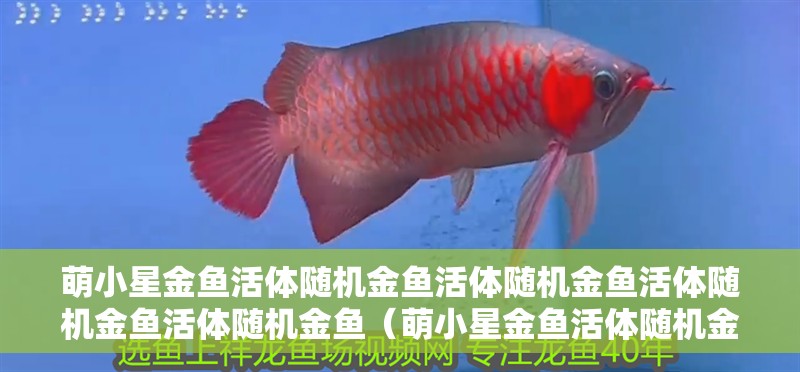 萌小星金魚(yú)活體隨機(jī)金魚(yú)活體隨機(jī)金魚(yú)活體隨機(jī)金魚(yú)活體隨機(jī)金魚(yú)（萌小星金魚(yú)活體隨機(jī)金魚(yú)5條） 萌小星金魚(yú)活體隨機(jī)金魚(yú)活體隨機(jī)金魚(yú)活體隨機(jī)金魚(yú)活體隨機(jī)金魚(yú)（萌小星金魚(yú)活體隨機(jī)金魚(yú)5條） 觀賞魚(yú)百科