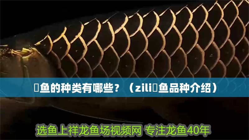 魟魚的種類有哪些？（zili魟魚品種介紹）