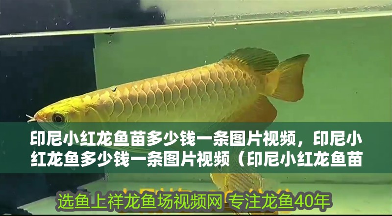 印尼小紅龍魚苗多少錢一條圖片視頻，印尼小紅龍魚多少錢一條圖片視頻（印尼小紅龍魚苗多少錢一條）