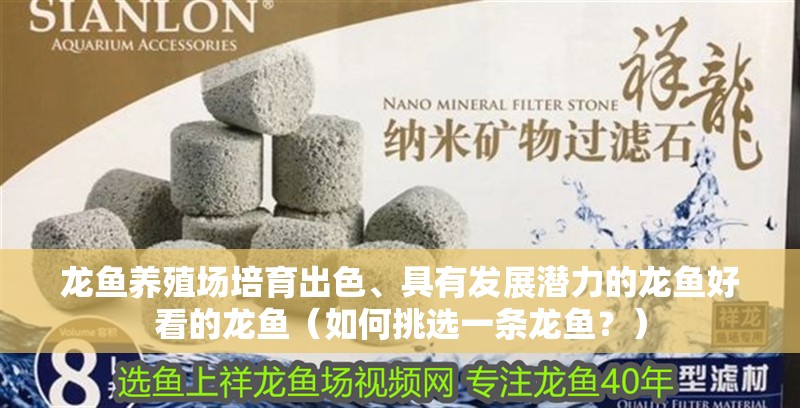 龍魚養(yǎng)殖場培育出色、具有發(fā)展?jié)摿Φ凝堲~好看的龍魚（如何挑選一條龍魚？）