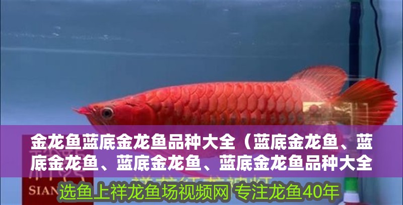 金龍魚藍底金龍魚品種大全（藍底金龍魚、藍底金龍魚、藍底金龍魚、藍底金龍魚品種大全）