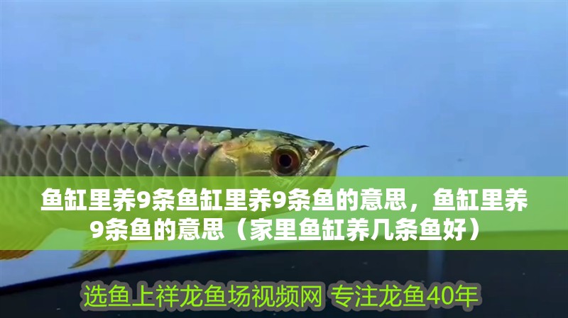 魚缸里養9條魚缸里養9條魚的意思，魚缸里養9條魚的意思（家里魚缸養幾條魚好）