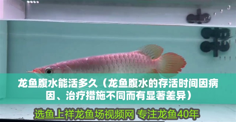 龍魚腹水能活多久（龍魚腹水的存活時間因病因、治療措施不同而有顯著差異）