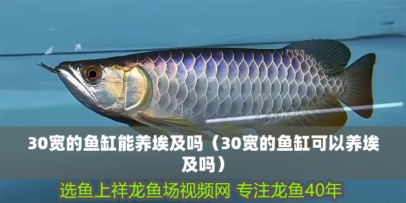 30寬的魚缸能養(yǎng)埃及嗎（30寬的魚缸可以養(yǎng)埃及嗎）