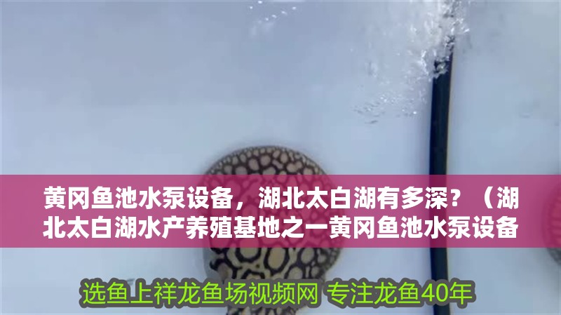 黃岡魚池水泵設備，湖北太白湖有多深？（湖北太白湖水產養(yǎng)殖基地之一黃岡魚池水泵設備對魚有好處嗎）