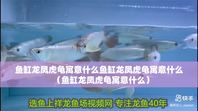 魚缸龍鳳虎龜寓意什么魚缸龍鳳虎龜寓意什么（魚缸龍鳳虎龜寓意什么） 魚缸龍鳳虎龜寓意什么魚缸龍鳳虎龜寓意什么（魚缸龍鳳虎龜寓意什么） 觀賞魚百科 第2張