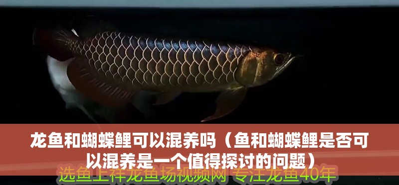 龍魚(yú)和蝴蝶鯉可以混養(yǎng)嗎（魚(yú)和蝴蝶鯉是否可以混養(yǎng)是一個(gè)值得探討的問(wèn)題）