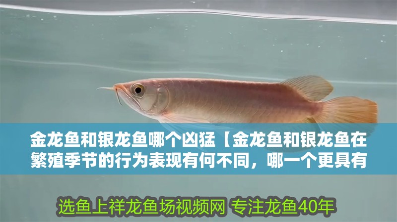 金龍魚和銀龍魚哪個兇猛【金龍魚和銀龍魚在繁殖季節的行為表現有何不同，哪一個更具有攻擊性】