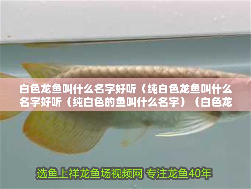 白色龍魚叫什么名字好聽（純白色龍魚叫什么名字好聽（純白色的魚叫什么名字）（白色龍魚叫什么名字）