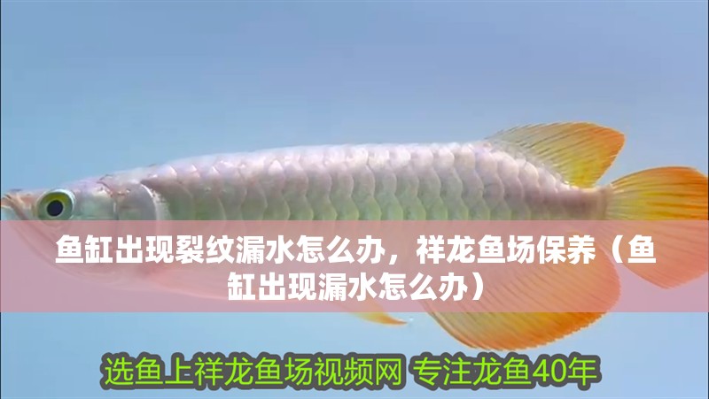 魚缸出現裂紋漏水怎么辦，祥龍魚場保養（魚缸出現漏水怎么辦）