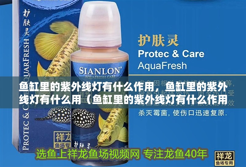 魚缸里的紫外線燈有什么作用，魚缸里的紫外線燈有什么用（魚缸里的紫外線燈有什么作用）
